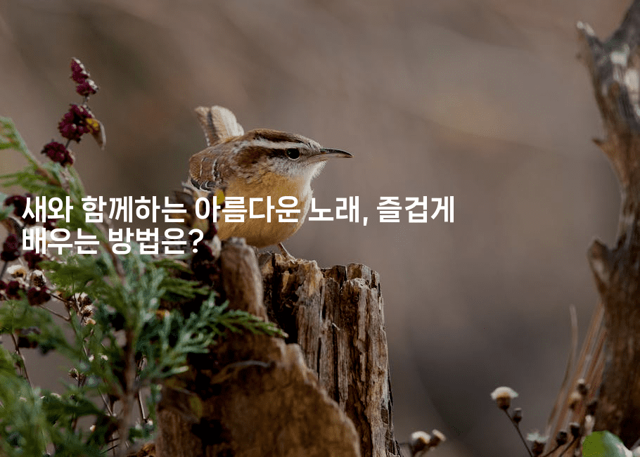 새와 함께하는 아름다운 노래, 즐겁게 배우는 방법은?