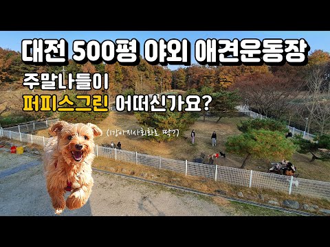애견카페 , 대전 500평 야외 애견운동장 강아지 와 함께 하는 주말나들이 퍼피스그린 어떠신가요? 애니플!
