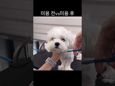 말티즈 미용 전vs미용 후 #애견미용 #cutedog