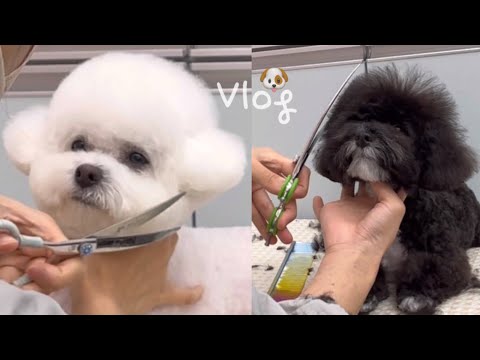 (Vlog)애견미용실 사장의 24시간 현실 브이로그 | 얌전한 강아지vs무는 강아지  | 애견미용사브이로그 |