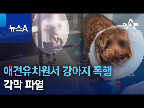 애견유치원서 강아지 폭행…각막 파열 | 뉴스A
