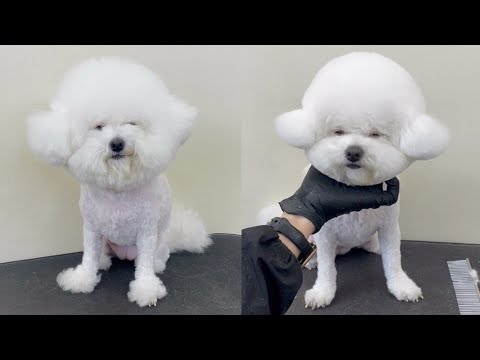 비숑 귀툭튀컷 강아지 미용 과정 / Bichonfrise grooming / 애견미용