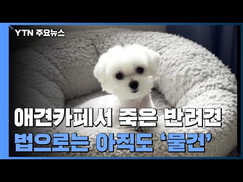 애견카페서 죽은 반려견..법으로는 '물건' / YTN