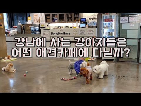 고급스러운 강남강아지가 다니는 애견카페? [봉브라더스]