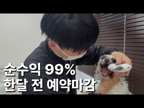 하루 단 2마리 미용으로 한달 1200만원 버는 애완 훈육교육 미용실 사장님