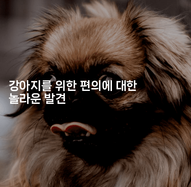 강아지를 위한 편의에 대한 놀라운 발견-멍멍미야