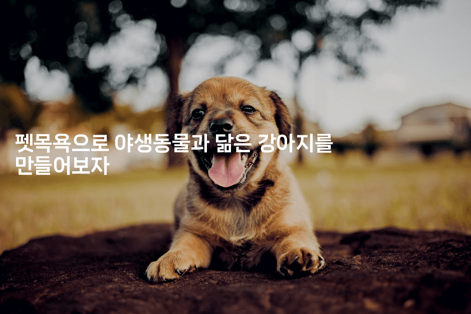 펫목욕으로 야생동물과 닮은 강아지를 만들어보자