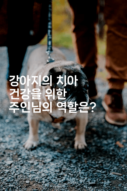 강아지의 치아 건강을 위한 주인님의 역할은?-멍멍미야