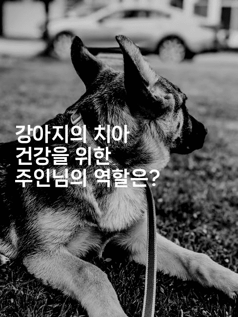 강아지의 치아 건강을 위한 주인님의 역할은?2-멍멍미야