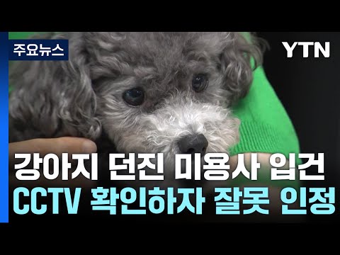 꼬리 흔드는 강아지 '휙' 던져 골절...미용사 입건 / YTN