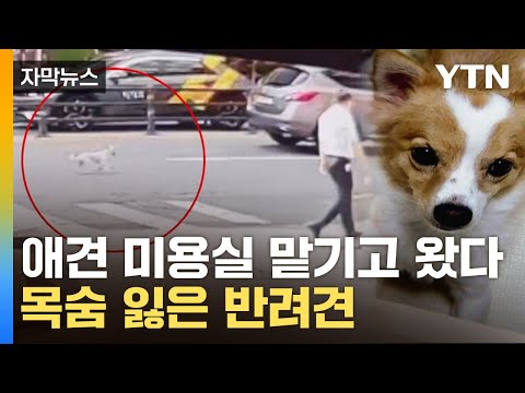 [자막뉴스] "똑같은 강아지로 사주겠다"...애견 미용실서 벌어진 사고 / YTN