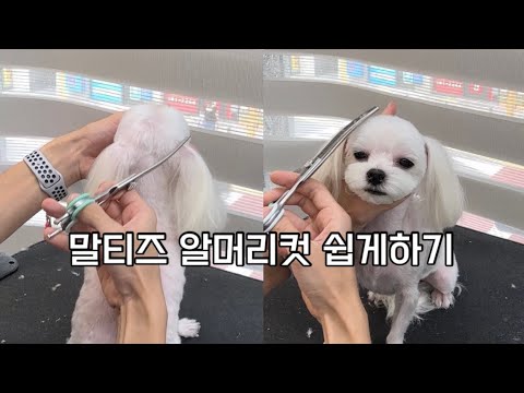 알머리컷이 어려워?드루와 | 말티즈 알머리컷 미용설명 | 애견미용가위 추천 흑조가위 | 셀프미용