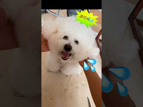 #??#강아지미용#grooming #bichonfrise #강아지 #강아지브이로그