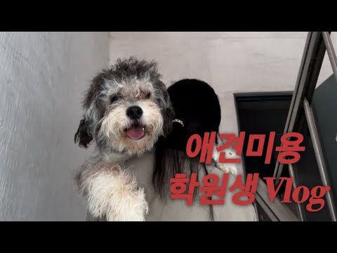 (vlog)애견미용 학원생 브이로그 | 두들 미용 | 중형견 미용 | 강아지 미용 | 애견미용사 | 반려견스타일리스트 2급 | 국비지원 | 브러싱 지옥 vs 강아지 천국?