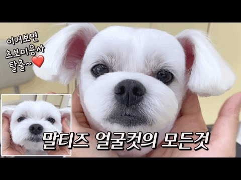 11년차 애견미용사가 알려주는 말티즈 얼굴컷 / Maltese grooming tips from an 11-year veteran groomer.