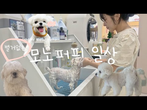 애견미용사 일상? | 벌써 스물여덟이야~ | 별거없는 모노퍼피 일상? | 강아지 미용받는 과정은 어떨까?