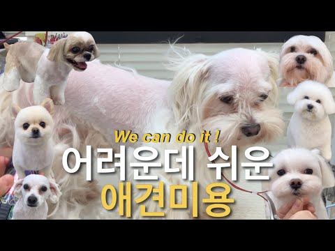 그냥 강아지 미용만 하는 그런 브이로그