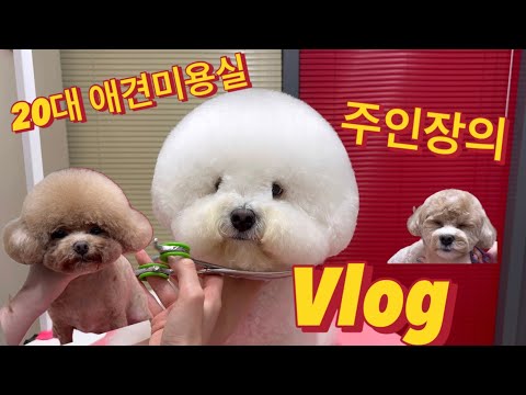 20대 애견미용실 주인장의 vlog