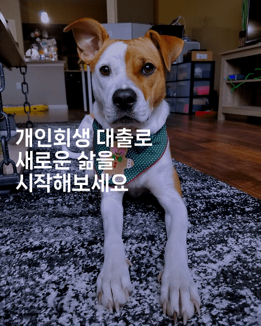 개인회생 대출로 새로운 삶을 시작해보세요-멍멍미야