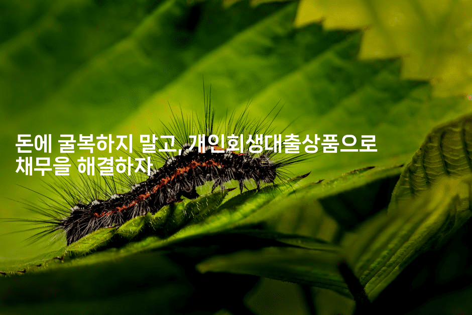 돈에 굴복하지 말고, 개인회생대출상품으로 채무을 해결하자-멍멍미야