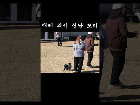 애견카페 놀러간 꼬미 #강아지 #반려견 #반려동물 #애견카페 #cutedog