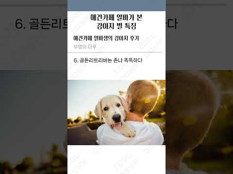 애견카페 알바가 본 강아지 별 특징