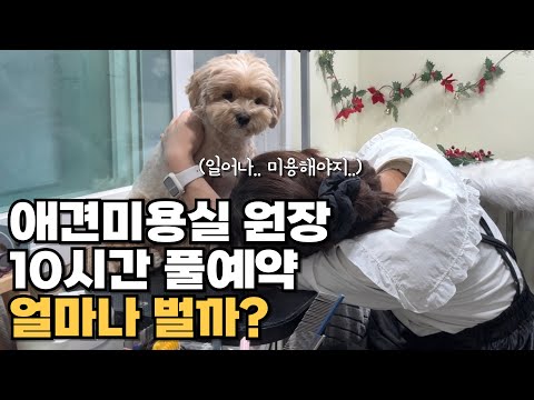 혼자서 하루에 OO만원? 이거 맞아요....? (실제상황?) 애견미용사 현실 | 애견미용실 창업| 애견미용가위 추천|자영업자 브이로그|월급 일당 시급 계산