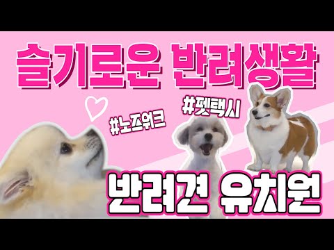 [슬기로운 반려생활] 반려견 유치원에 대해 아시나요? 이색 반려동물 직업을 알아보자!