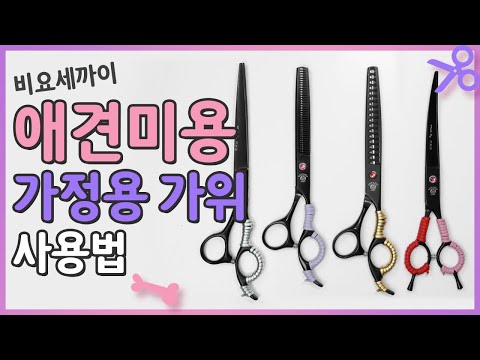 비요세까이 애견미용 가정용 가위 사용법 ? 개스타일 (Feat. 강하나실장)