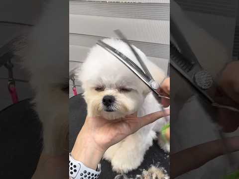 한국인을 위한 2.5배속 말티푸 미용 #maltipoo #cutedog #애견미용