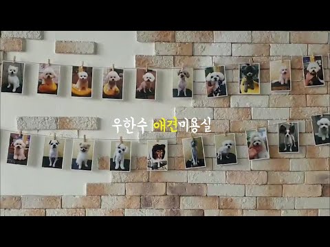 우한수애견미용실 소개 영상 / Introduction video of the Pet Salon