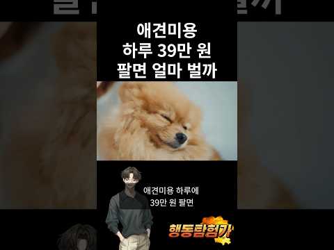 애견미용 하루 39만원 팔면 얼마 벌까