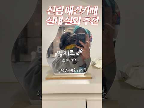 신림에 있는 애견카페 멍지트에 다녀왔습니다! #shorts