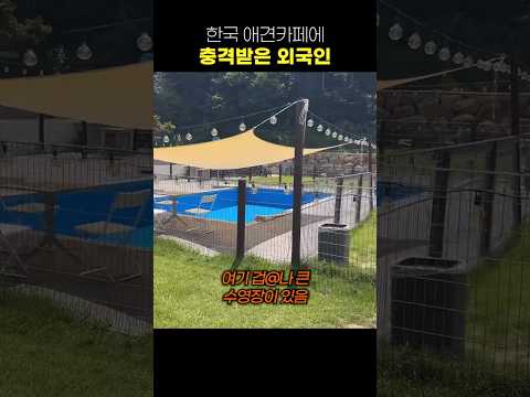 한국의 애견 카페에 충격 받은 외국인