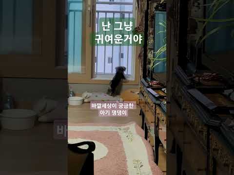 나가고 싶다 #반려견 #애견미용 #pomeranian