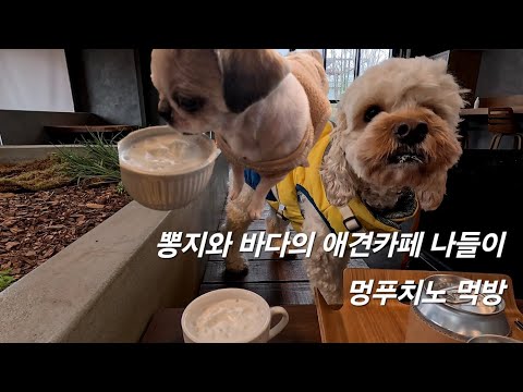 바다와 뽕지의 애견카페 나들이. Feat.멍푸치노 먹방.